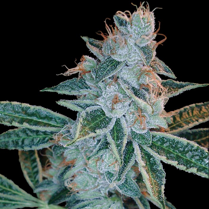 Семена DNA Genetics Lemon OG Kush feminized