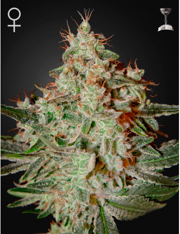 Семена Green House Lemon Skunk feminized