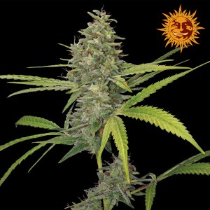 Семена Barneys farm G 13 Haze feminized