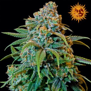 Семена Barneys farm Liberty haze feminized