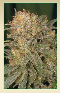 Семена Serious seeds Bubble gum regular