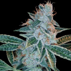 Семена DNA Genetics Lemon OG Kush feminized