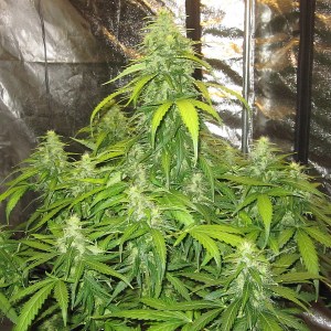Семена Doctor Choice Devotchka autofem