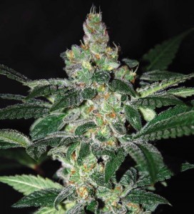 семена 'Amnesia' feminized