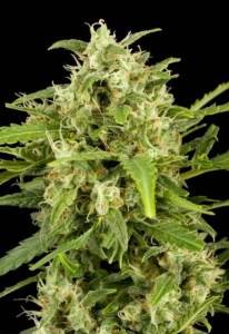 Семена Dutch Bulk Auto Critical autofeminized 20 шт.