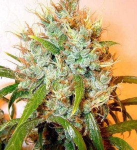 Семена Dutch Bulk Auto Kali Mist autofeminized 20 шт.