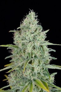 Семена Dutch Bulk Critical jack feminized 20 шт.