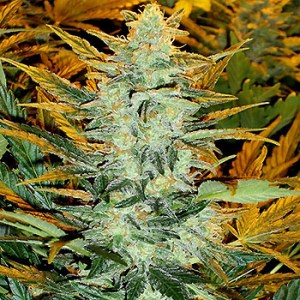 семена 'LR #2' autofeminized