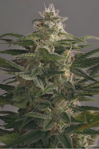 Семена Dutch Bulk OG Kush feminized 20 шт.