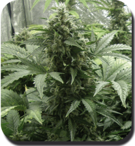 Семена Dutch Bulk White Dwarf autofeminized 20 шт.
