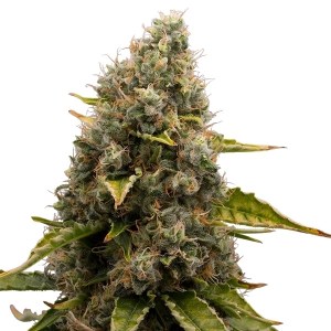 Семена Dutch Bulk White Widow feminized 50 шт.