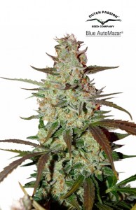 Семена Dutch Passion Blue Auto Mazar autofem 7 шт.