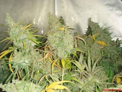Семена Medical seeds 1024 feminized