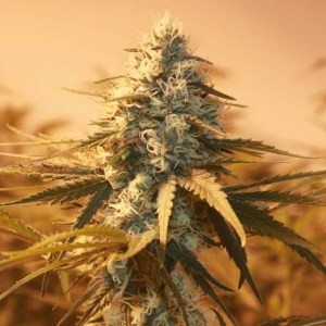 Семена Nirvana AK-48 feminized