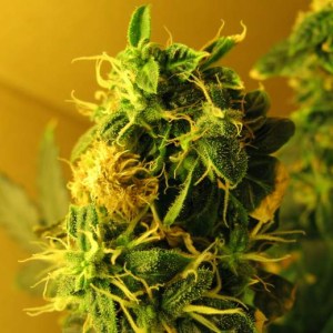 Семена Nirvana Northern Lights autofem