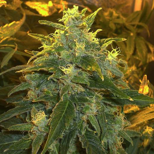 Семена Nirvana Northern Lights feminized