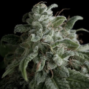 Семена Pyramid seeds Nefertiti feminized