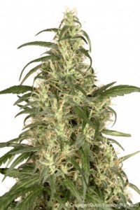 Семена Dutch Passion Skunk #11 feminized