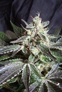 Семена Sweet seeds Black Jack F1 Fast version feminized