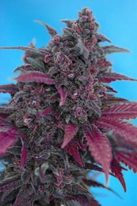 Семена Sweet seeds Dark devil autofeminized 5+2 шт.
