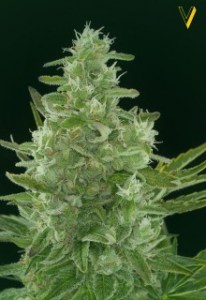 Семена Victory seeds Auto Cheese autofem 5 шт.