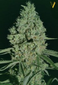 Семена Victory seeds Auto Critical autofem 5 шт.