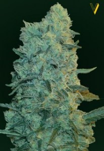Семена Victory seeds Auto Ultra Power Plant autofem 5 шт.