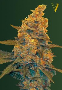 Семена Victory seeds Auto Blue Dream autofem 10 шт.