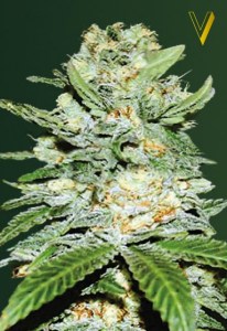 Семена Victory seeds Auto Jack Herrer autofem 10 шт.