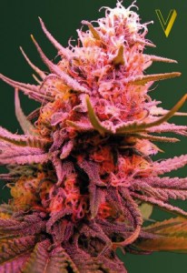 Семена Victory seeds Auto Somango autofem 10 шт.