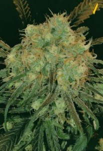 Семена Victory seeds Blue Dream fem 5 шт.