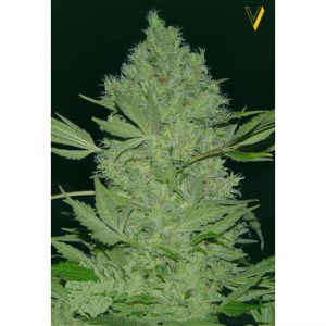 Семена Victory seeds Chronic XXL fem 5 шт.