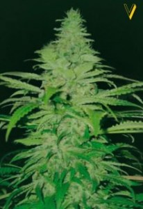 Семена Victory seeds Northern Light fem 5 шт.