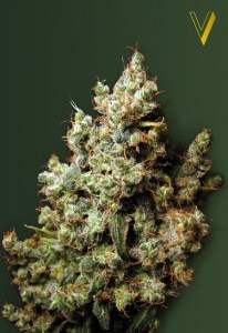 Семена Victory seeds Northern Light fem 10 шт.