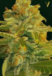 Семена Victory seeds Original Lemonade Skunk fem 5 шт.