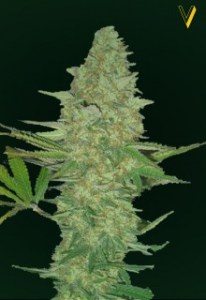 Семена Victory seeds Ultra Power Plant fem 5 шт.