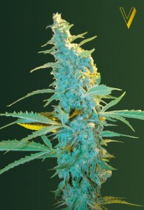 Семена Victory seeds Ultra Power Plant fem 10 шт.