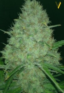 Семена Victory seeds White widow fem 5 шт.