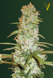 Семена Victory seeds White russian XXL fem 10 шт.