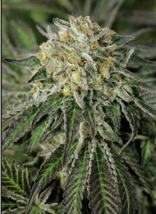 amherst_sour_diesel_fem