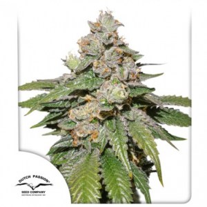 auto_mokum_s_tulip