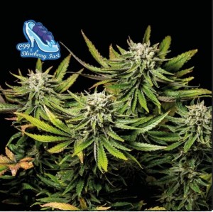 c99_blueberry_fast_fem