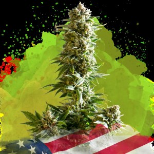 girl_scout_cookies_auto