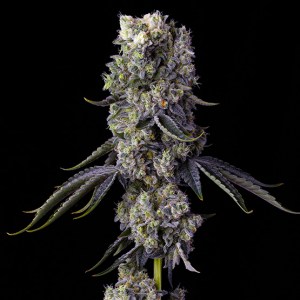 grandpas_cookies_r1