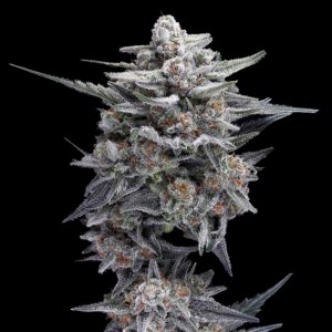 hg23_michael_jordan_dna