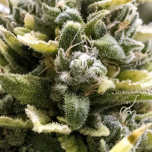 hso_og_kush_auto