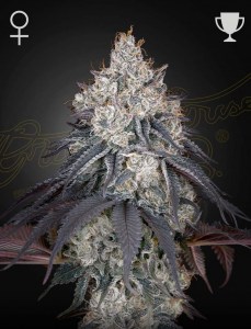lemon_orange_fem