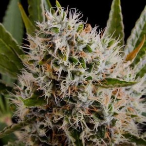 lithium_og_kush_autoflower
