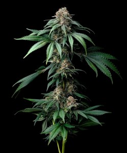 mendo_breath_fem