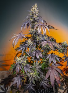 red_gorilla_girl_xl_auto